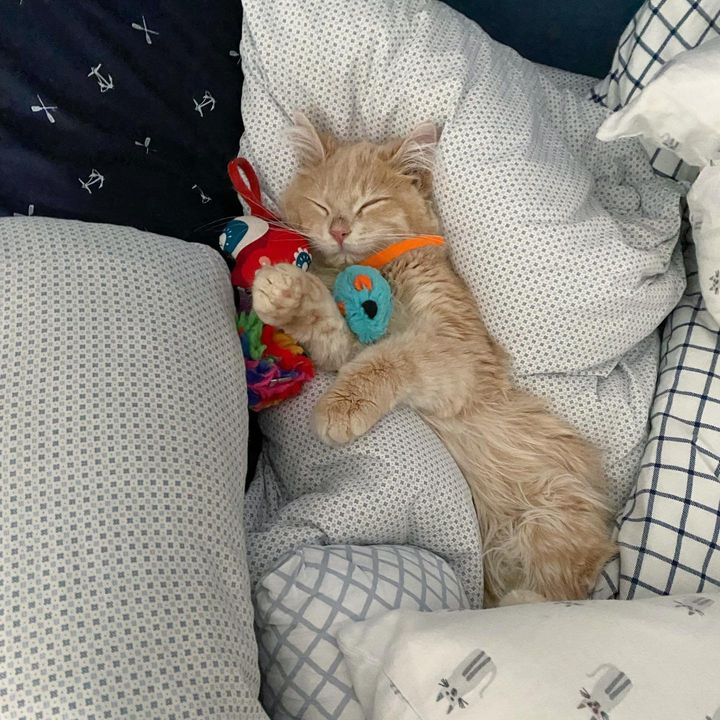 sleeping cream kitten pillows